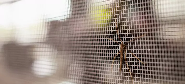 Repair Mosquito Mesh For Windows in Lauderhill, FL
